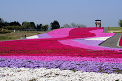 市貝町芝ざくら公園